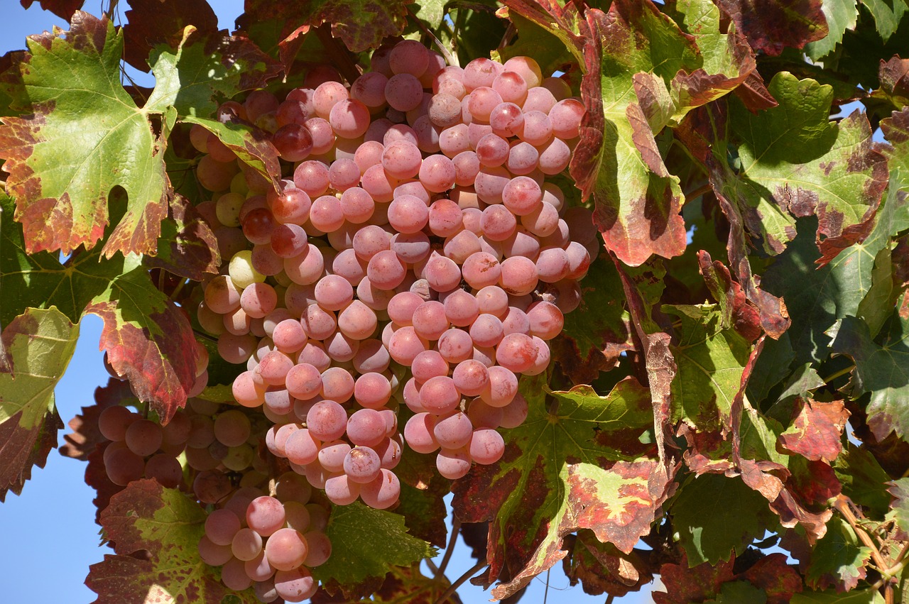 leaf  grape  fruit free photo