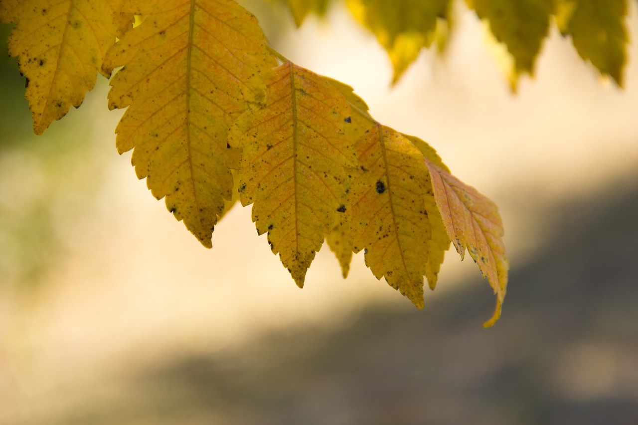 leaf  nature  autumn free photo