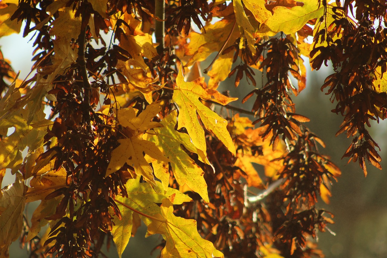 leaf  fall  autumn free photo