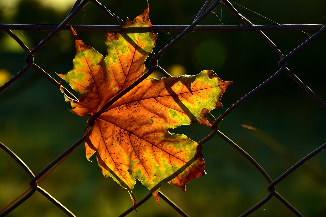 leaf  autumn  fence free photo