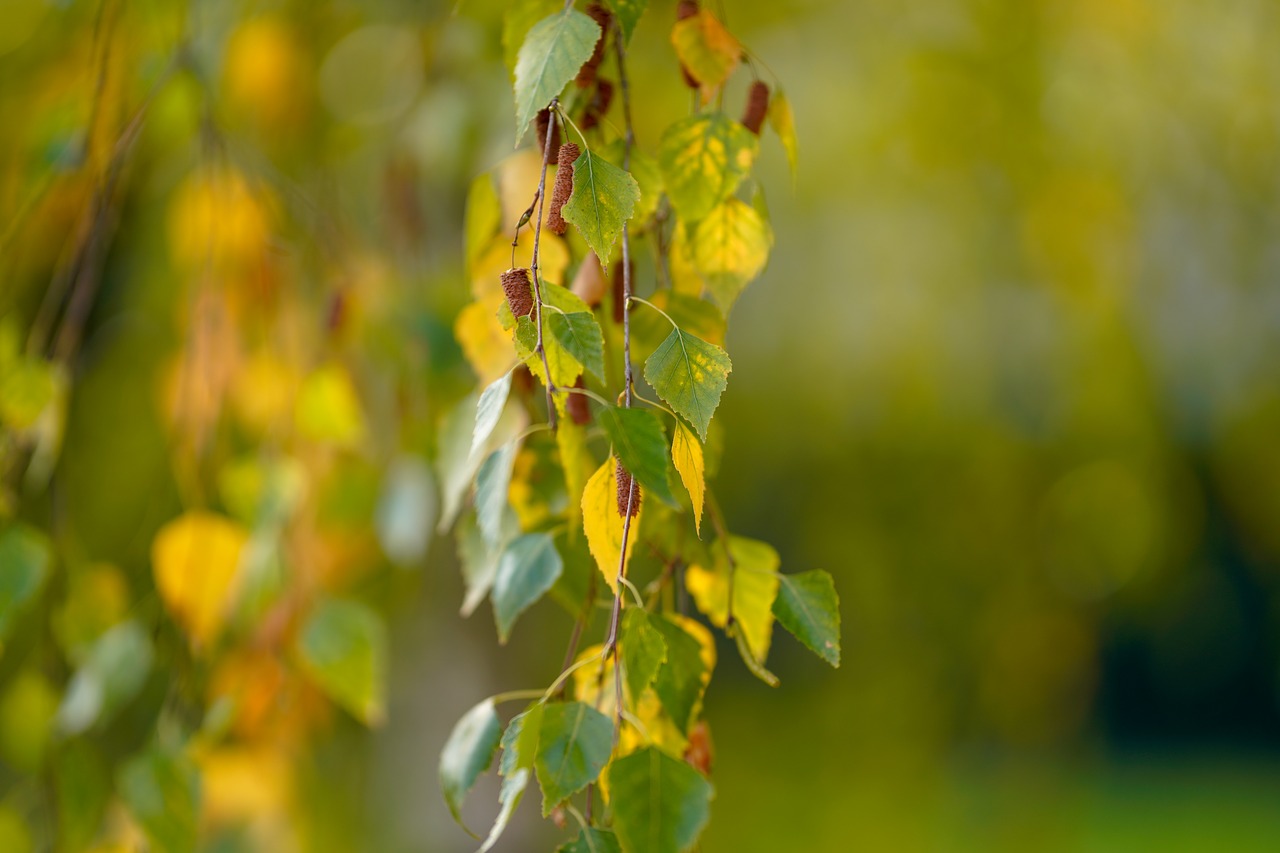 leaf  nature  tree free photo