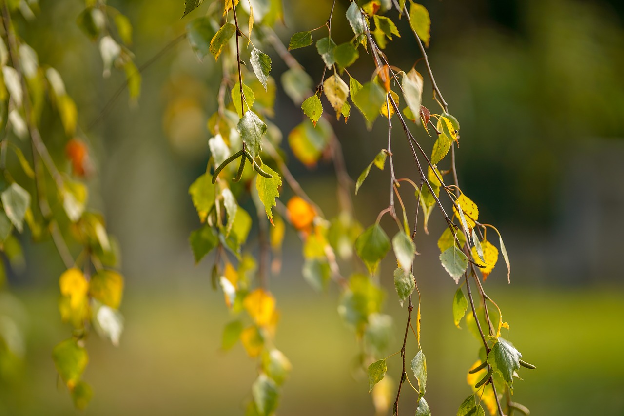 leaf  nature  tree free photo