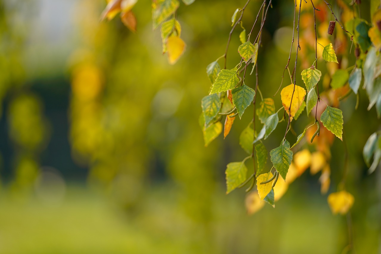 leaf  nature  tree free photo