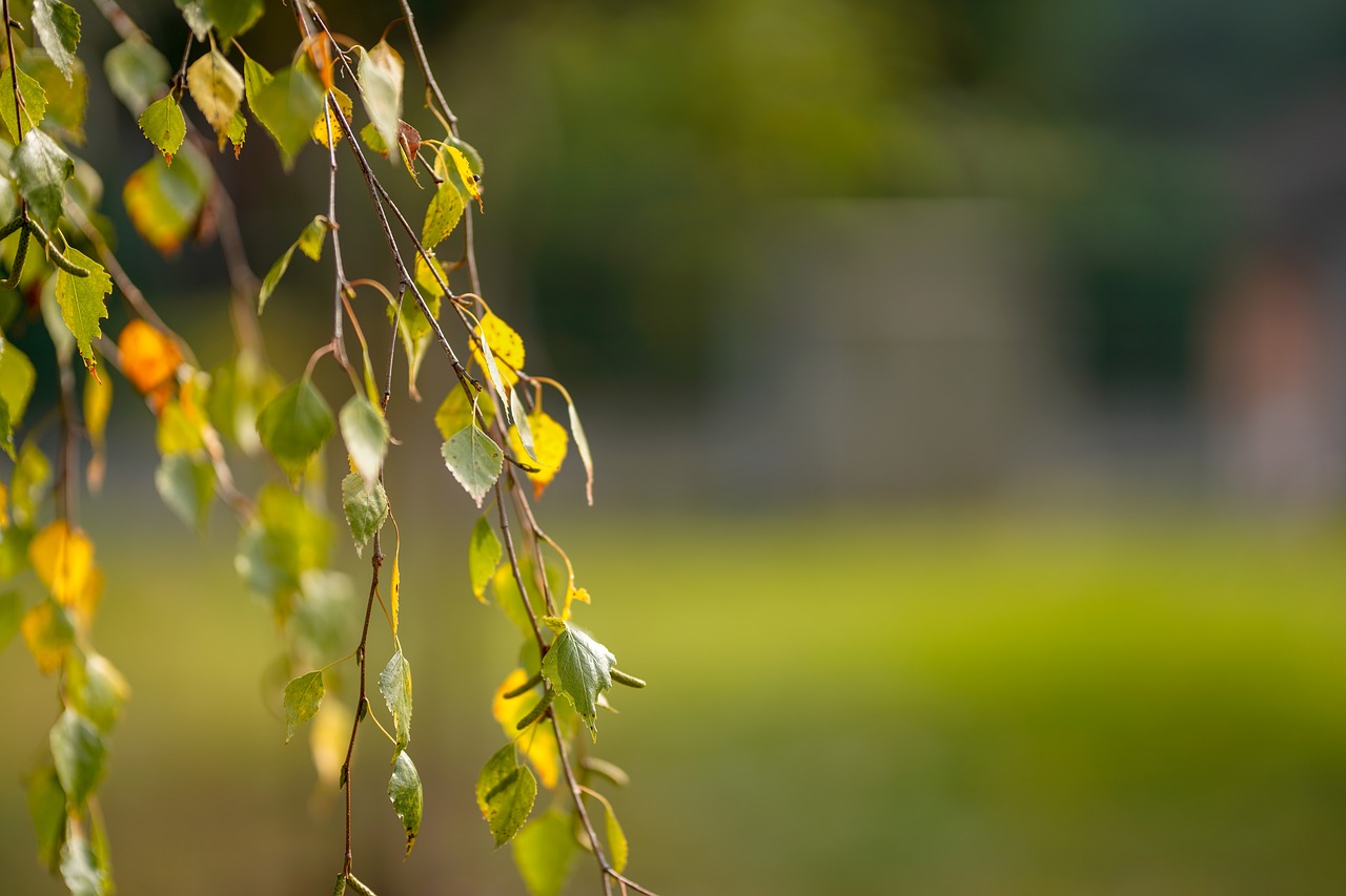 leaf  nature  tree free photo