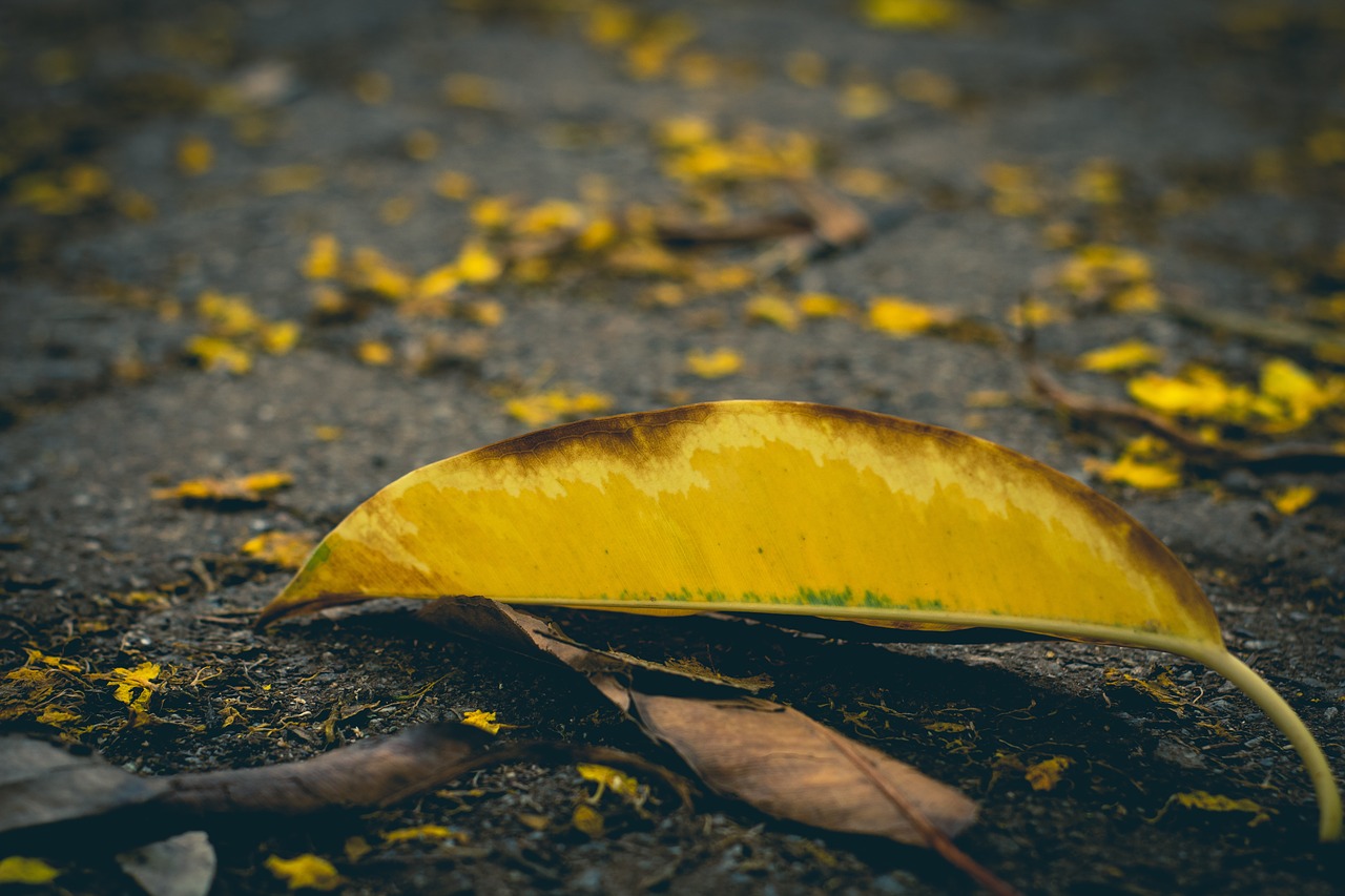 leaf  ground  leaves free photo