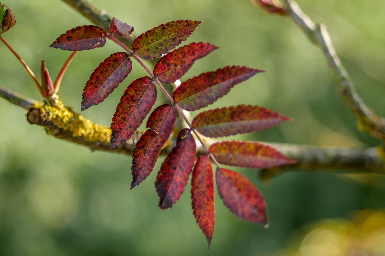 leaf  fall  nature free photo