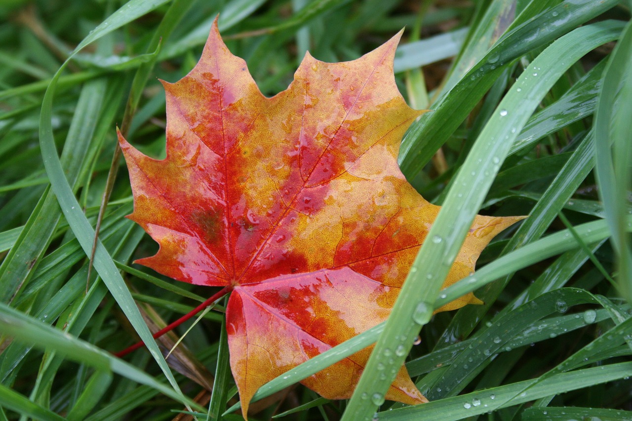 leaf  autumn  maple free photo