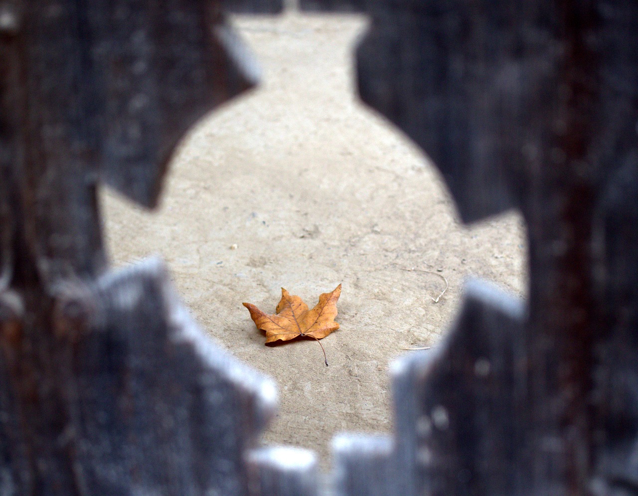 leaf  yellow  dry free photo