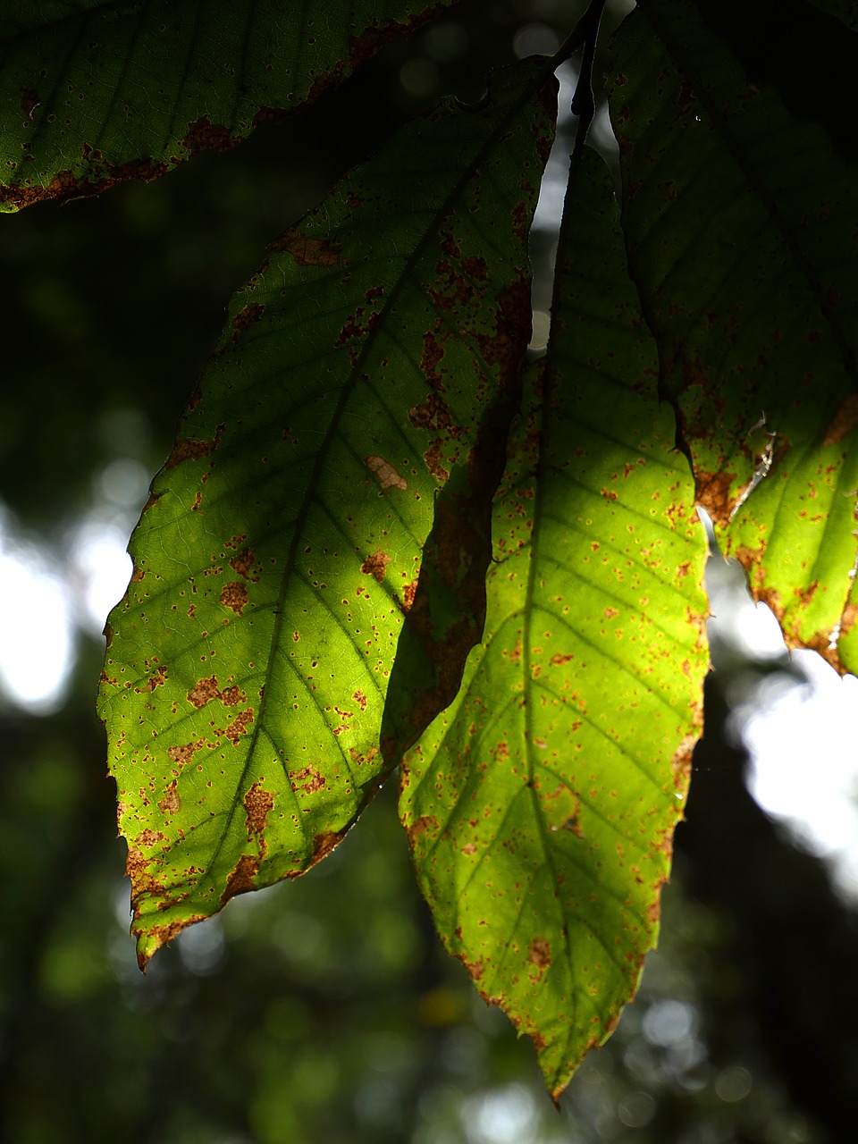 leaf  light  nature free photo