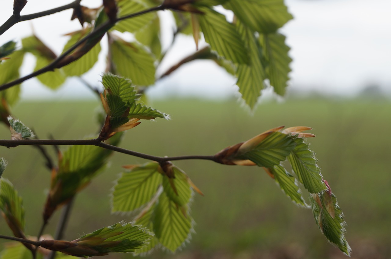 leaf  wood  natural free photo