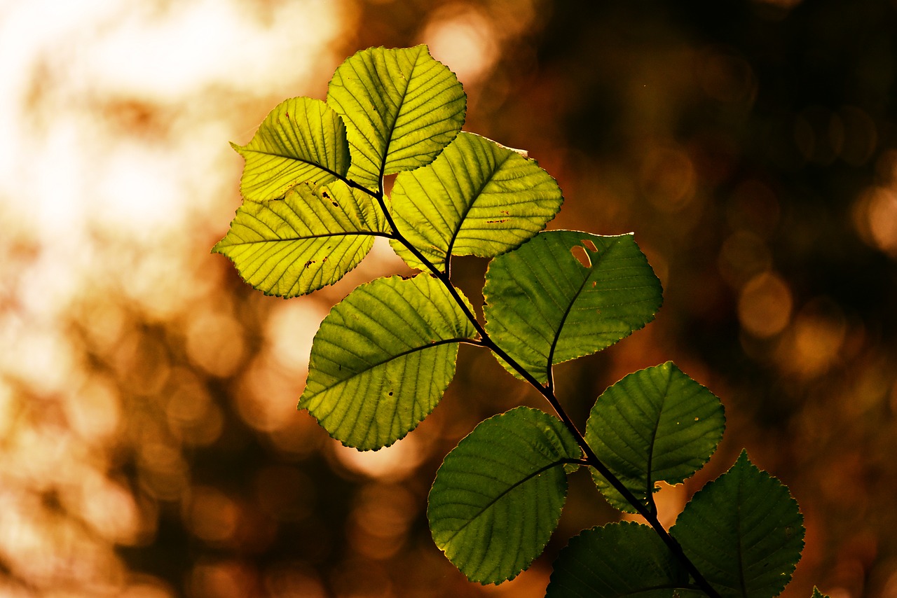 leaf  twig  foliage free photo