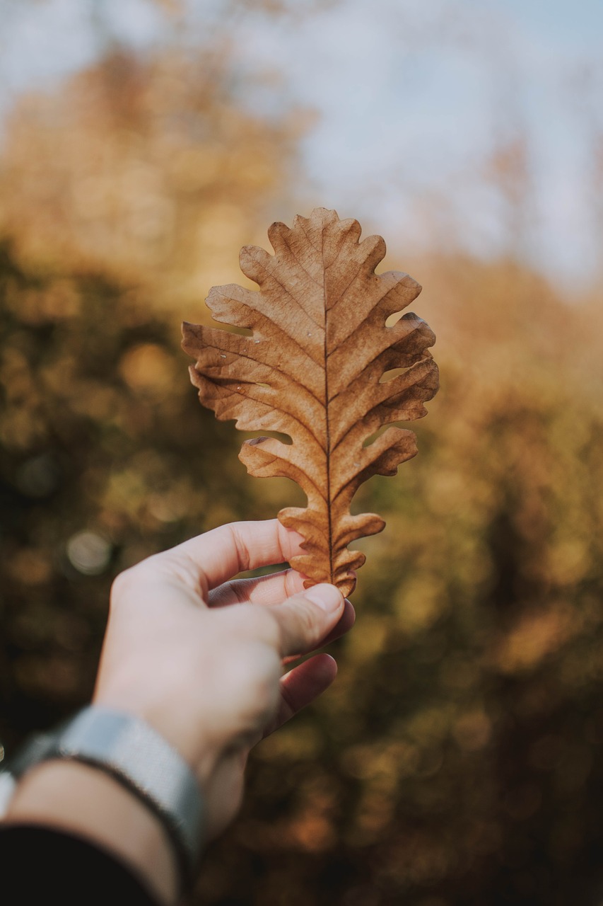 leaf  hand  keep free photo