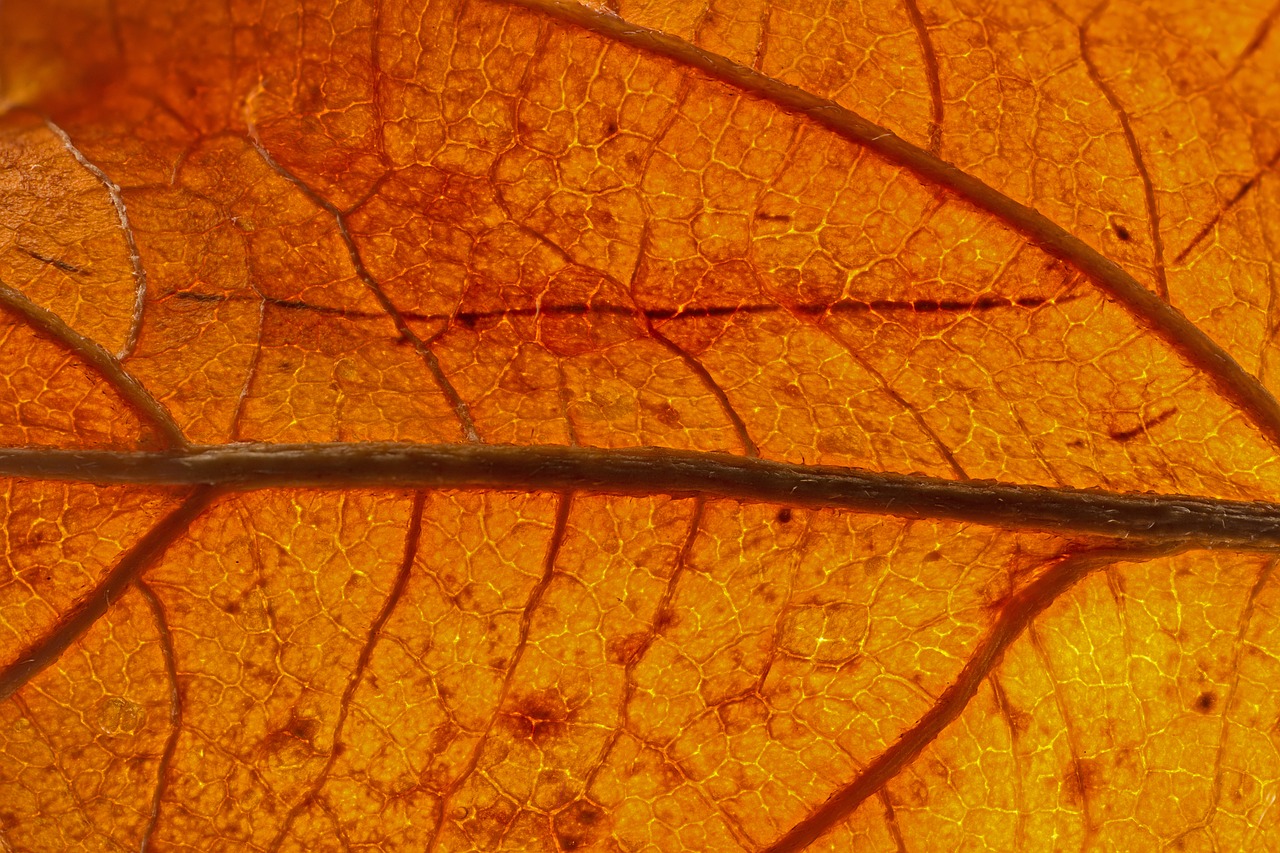leaf  veins  leaf veins free photo
