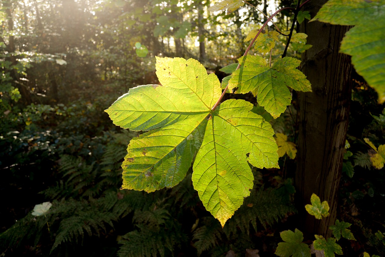 leaf  close up  big free photo