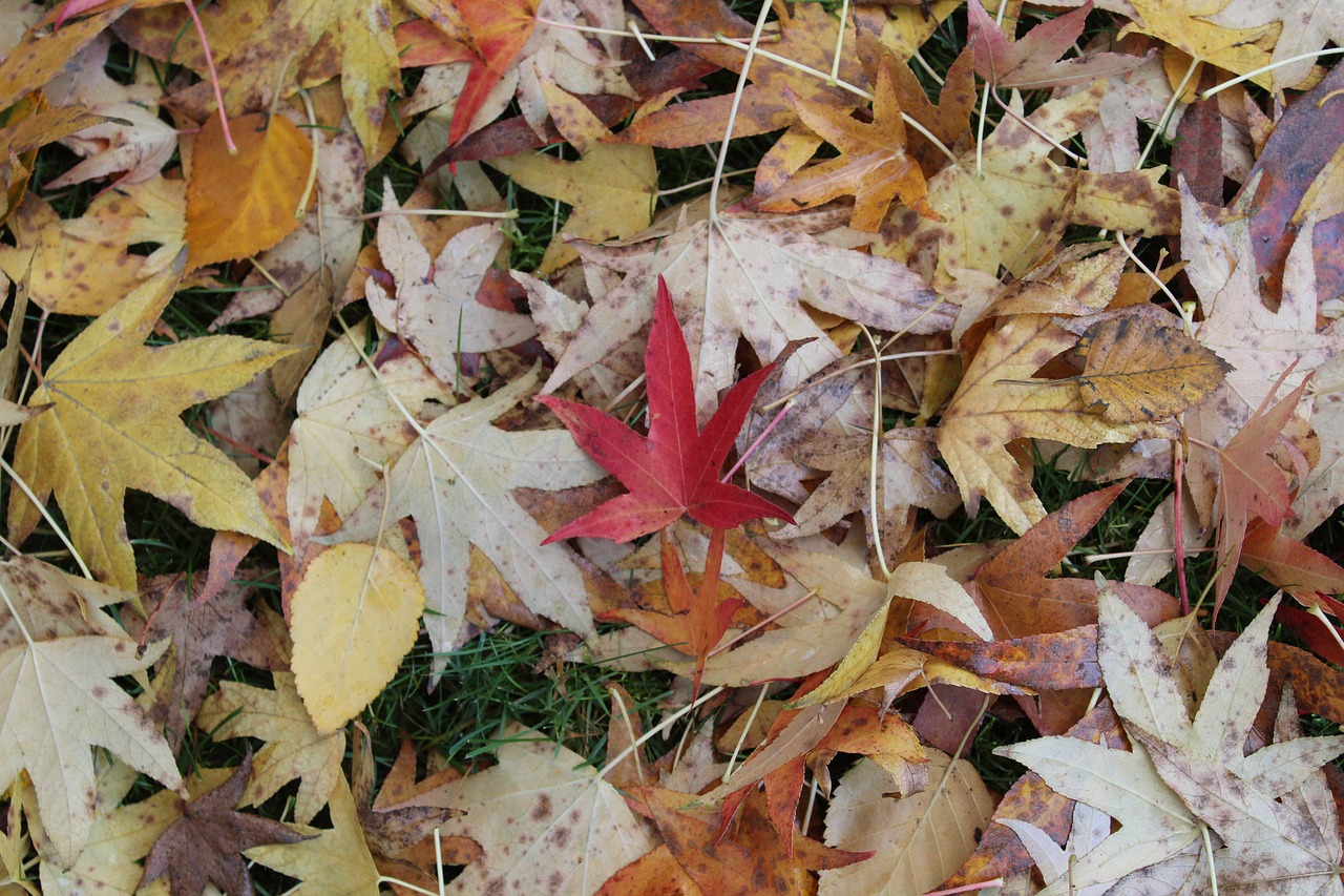 leaf  leaves  red free photo