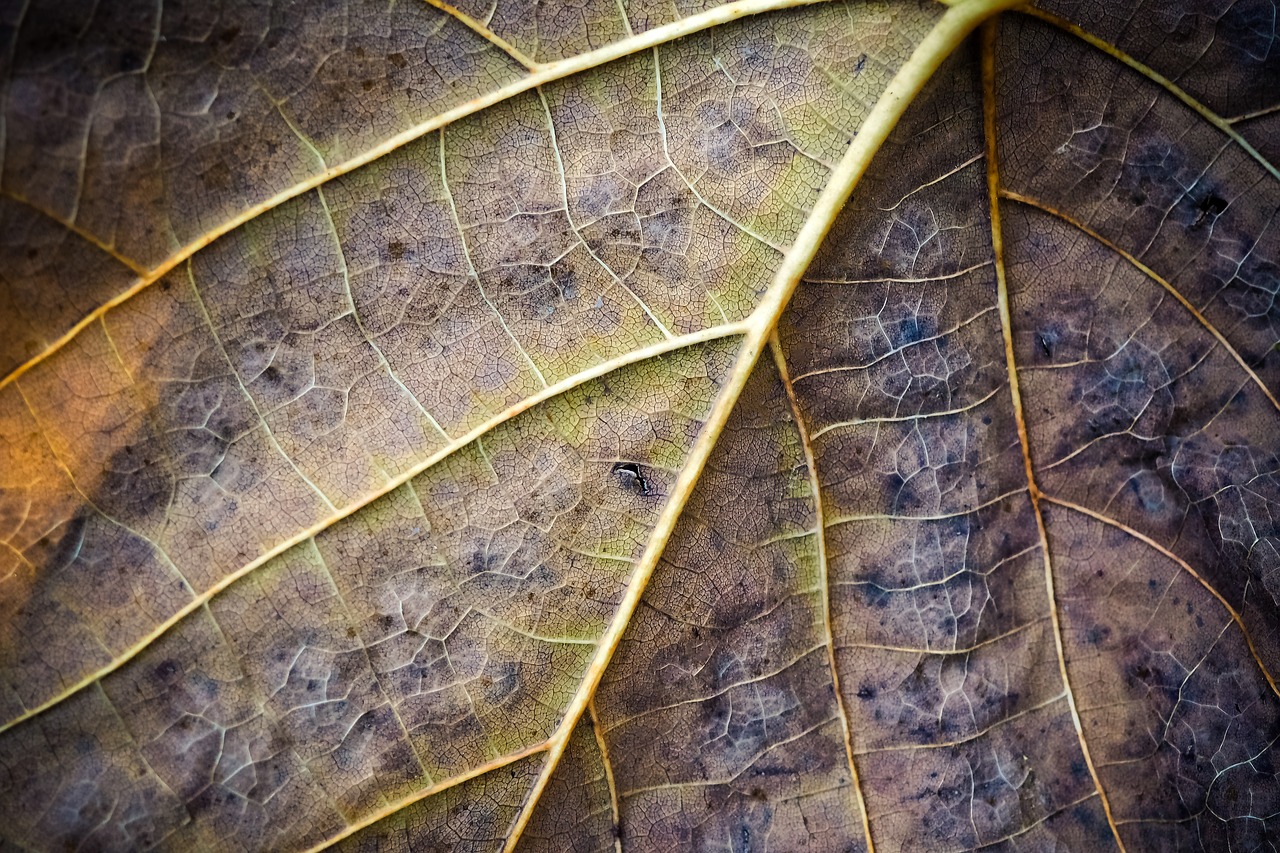 leaf  structure  nature free photo