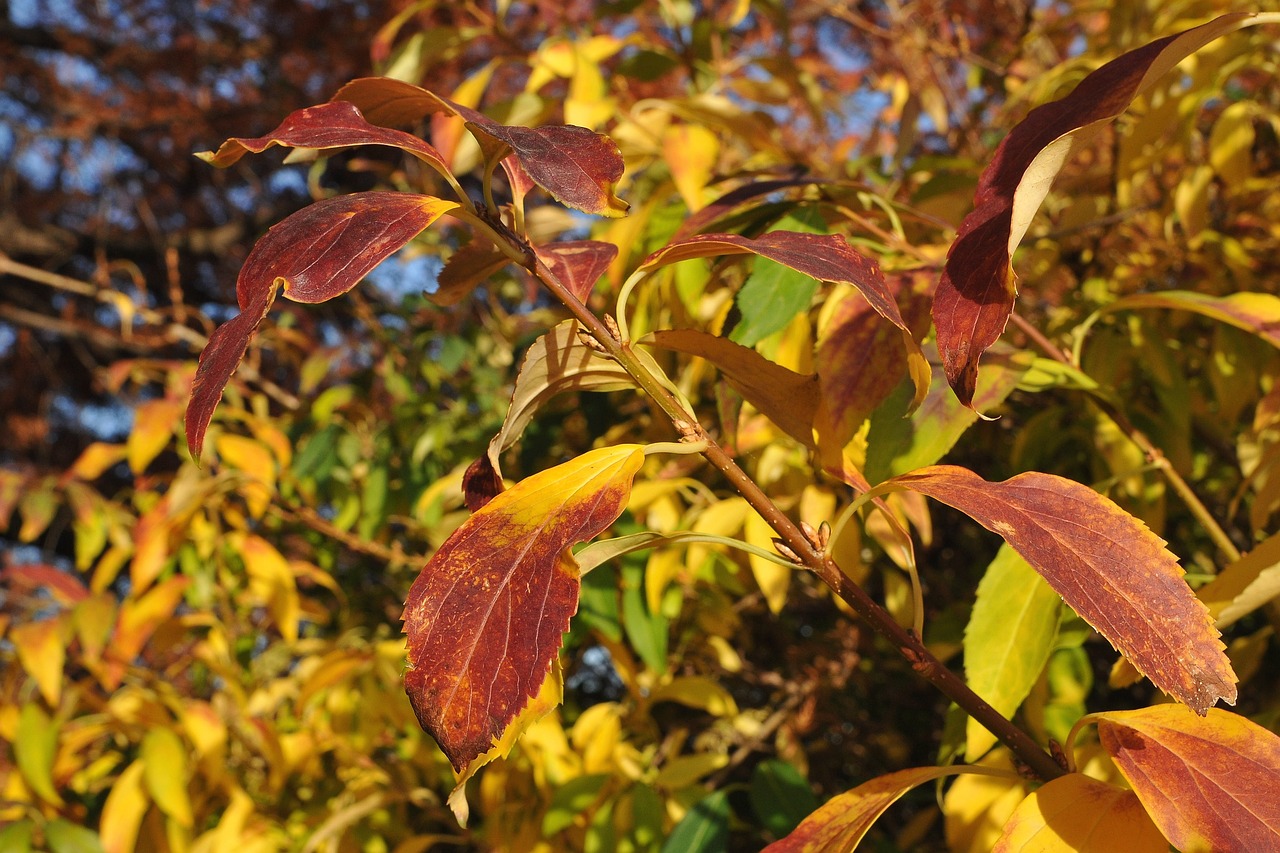 leaf  leaves  autumn free photo