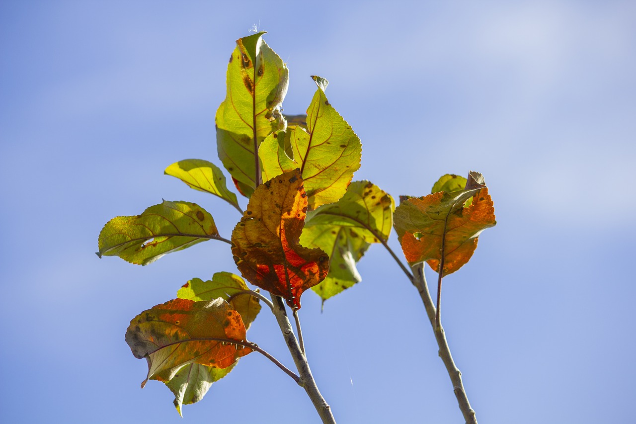 leaf  leaves  branch free photo