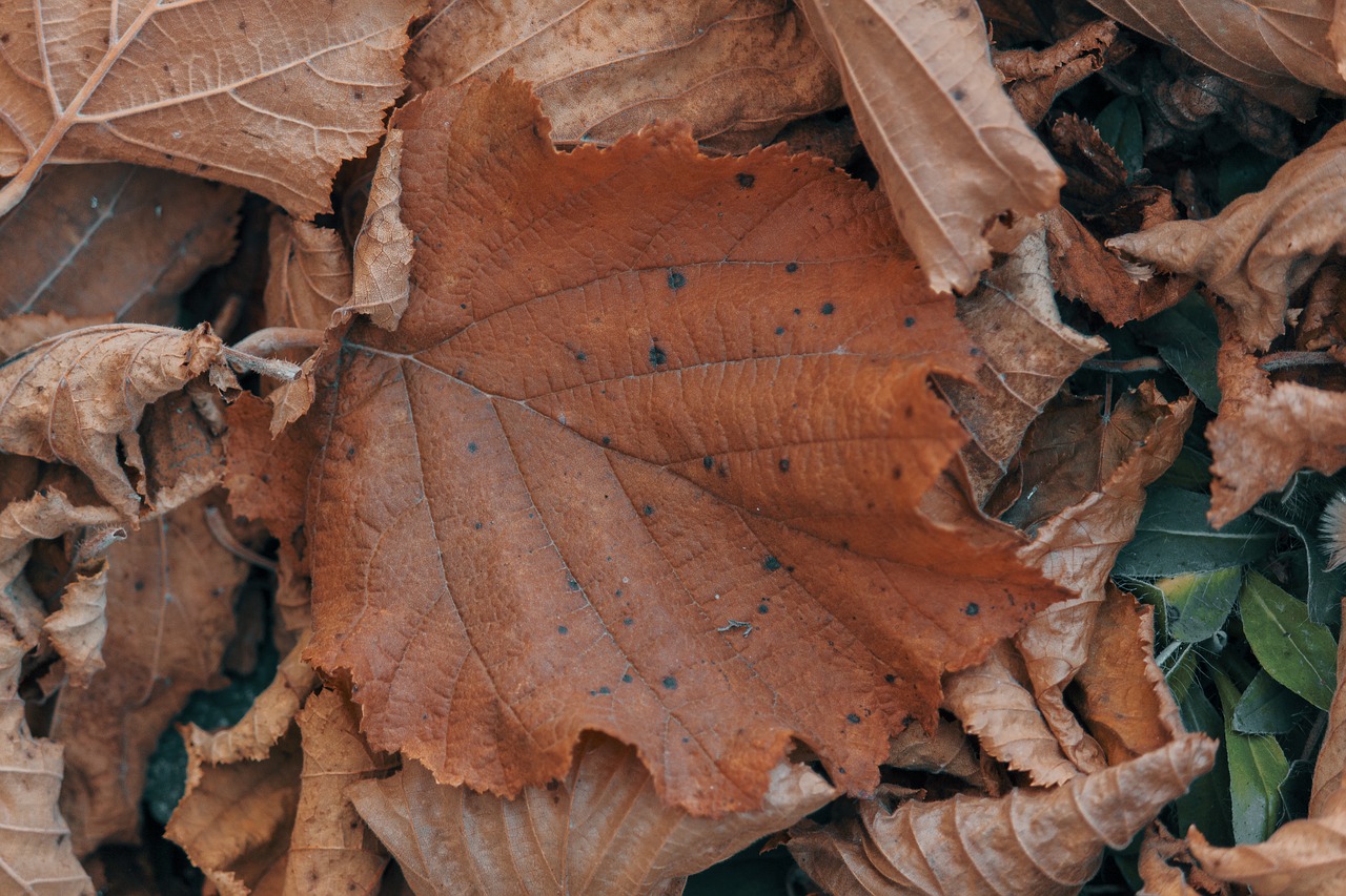 leaf  leaves  branch free photo