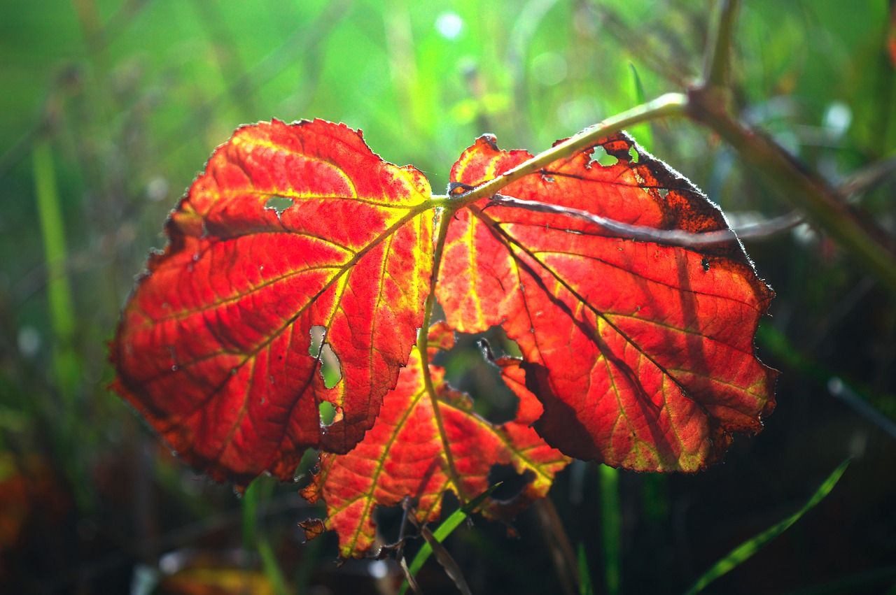 leaf  autumn colours  red free photo