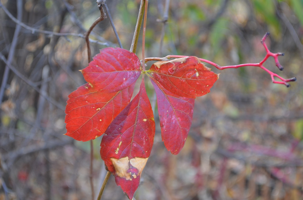 leaf  autumn  coloring free photo