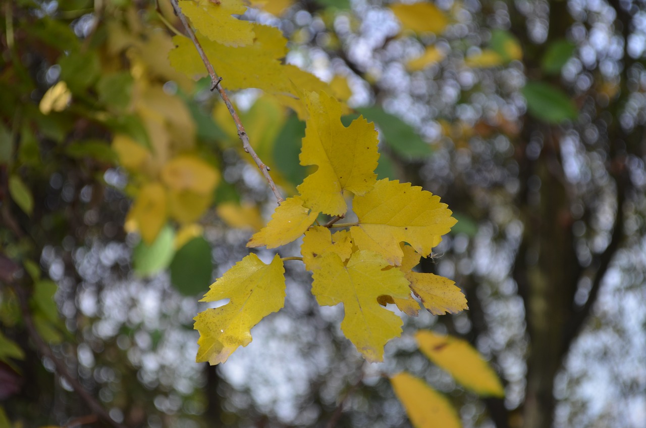 leaf  yellow  tree free photo