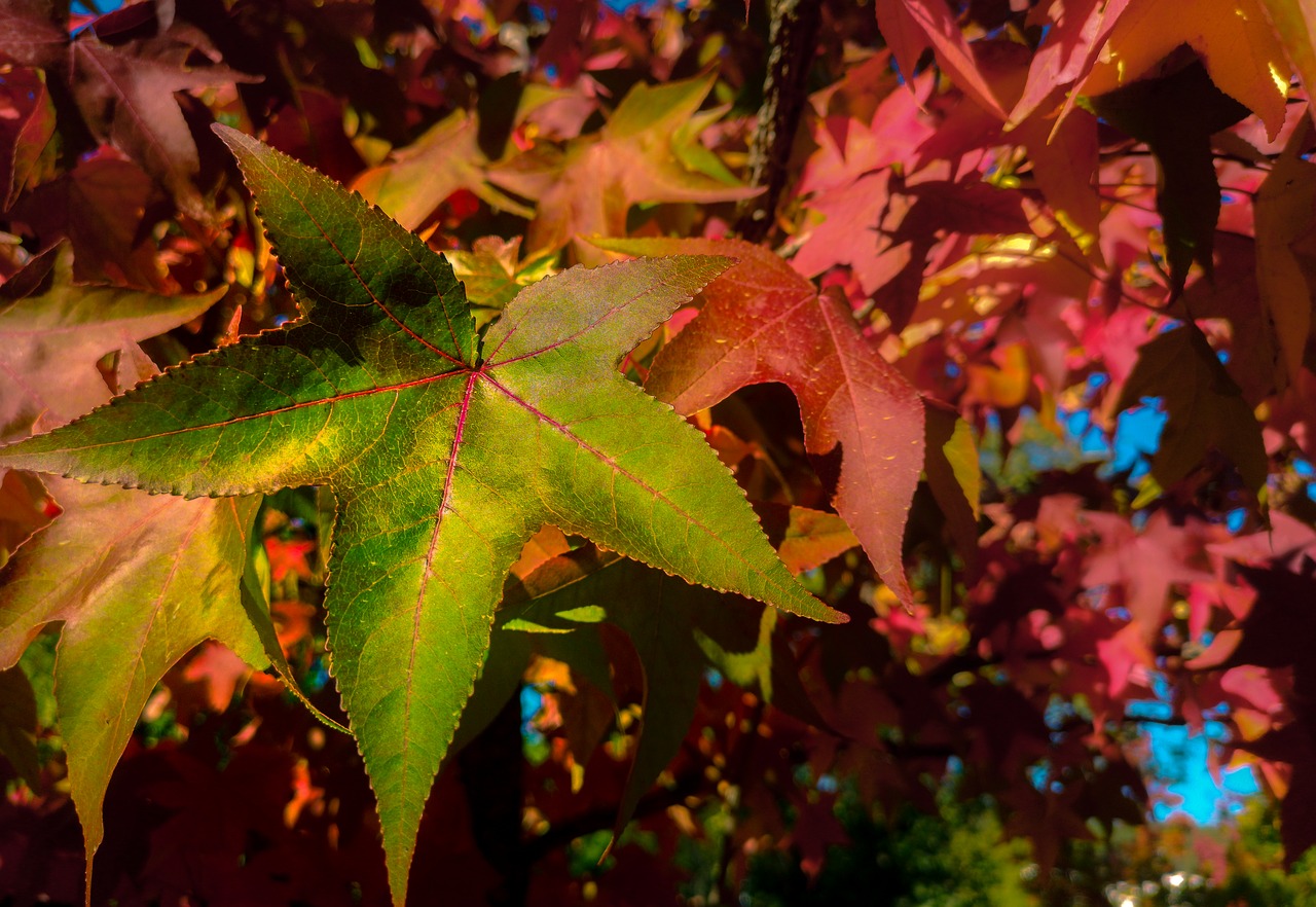 leaf  autumn  maple free photo