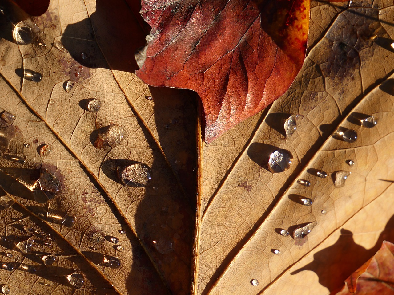 leaf  drop of water  nature free photo