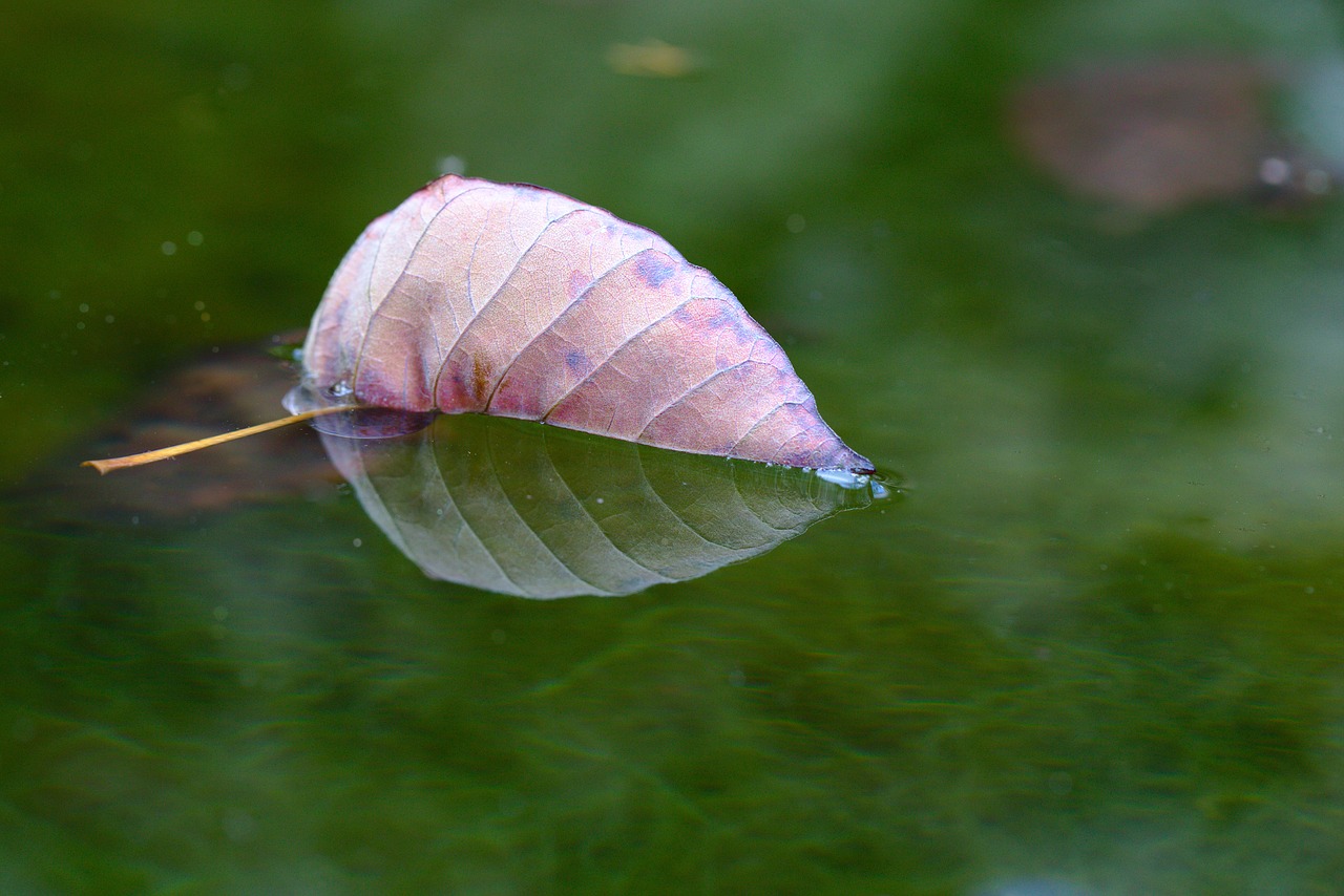 leaf  pond  autumn free photo