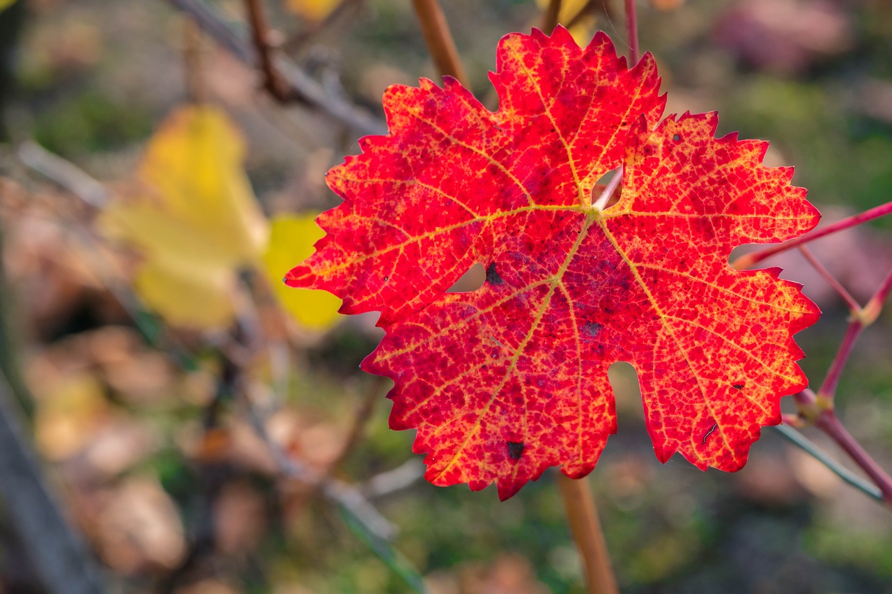 leaf  wine  wine leaf free photo