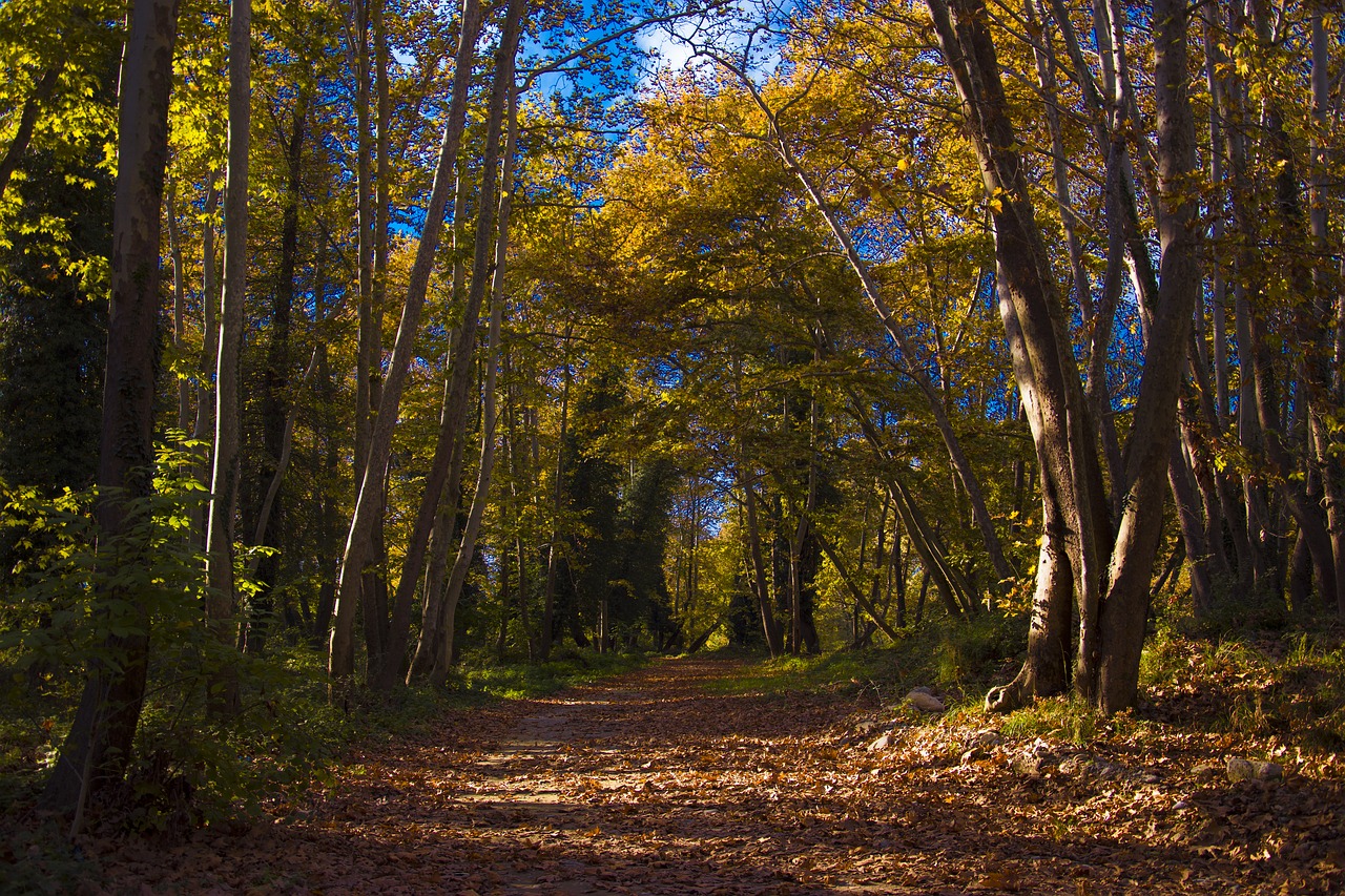 leaf  tree  autumn free photo