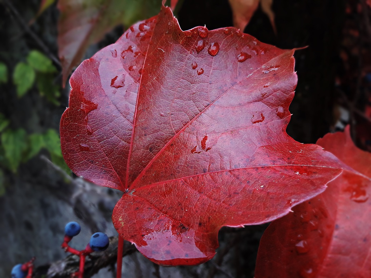 leaf  red  autumn free photo