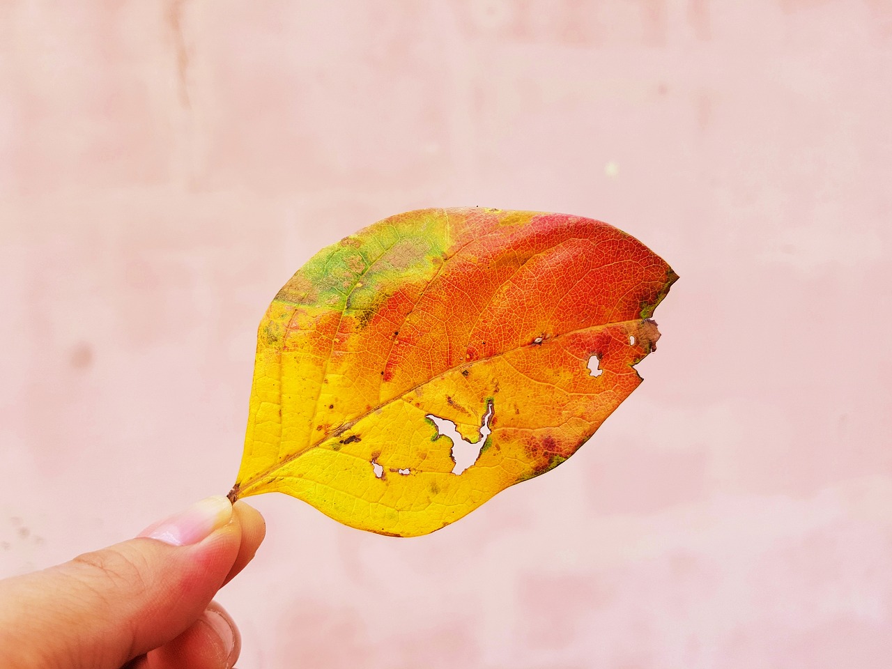 leaf  leaves  autumn free photo