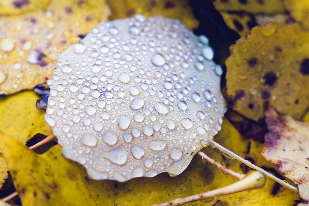 leaf  droplets  rain free photo