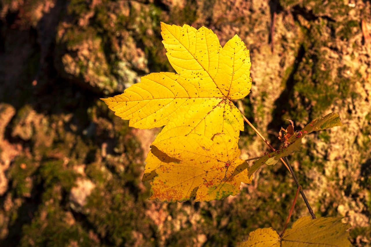 leaf  autumn  yellow free photo