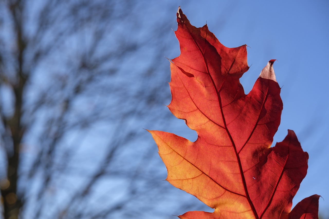 leaf  colorful  color free photo