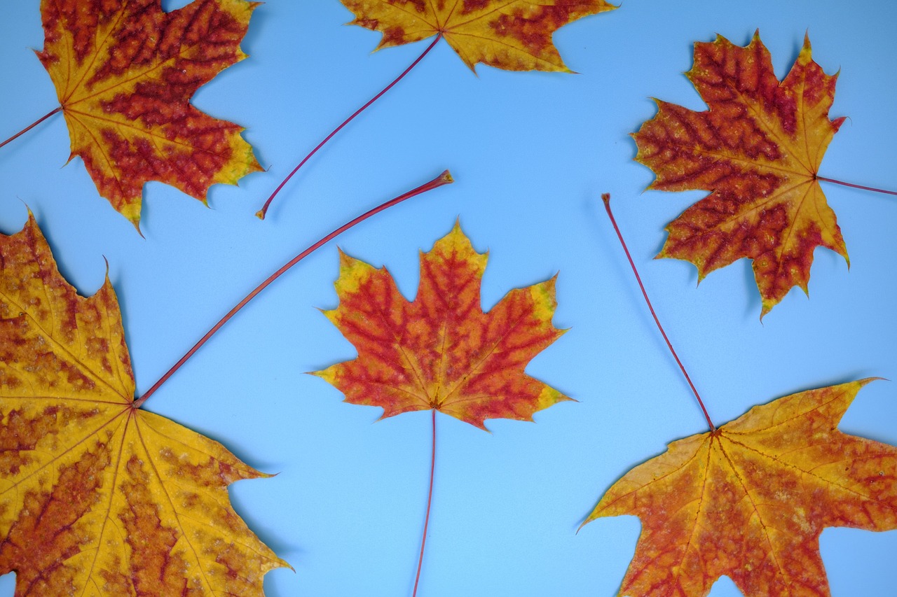 leaf  colorful  color free photo