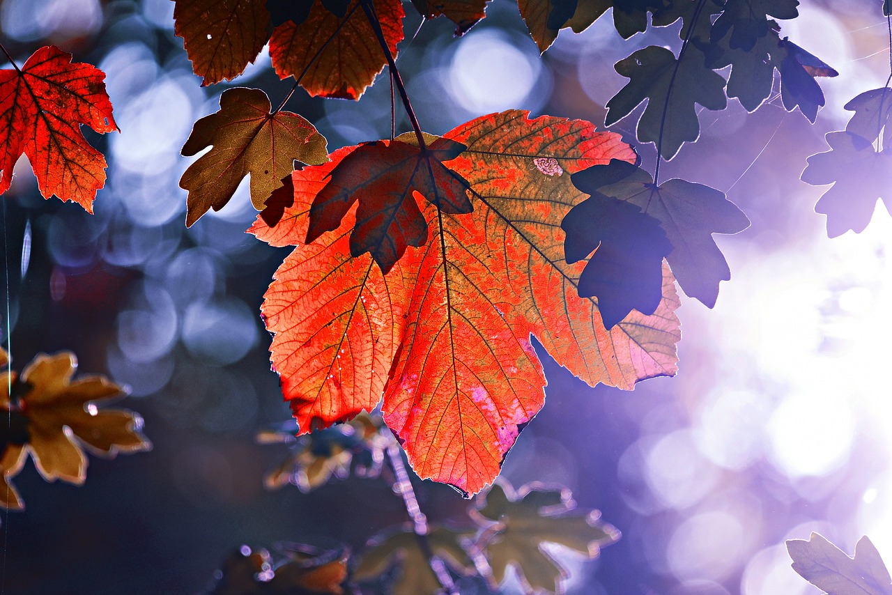 leaf  foliage  tree free photo