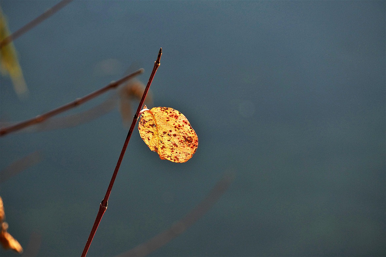 leaf  discolored  branch free photo