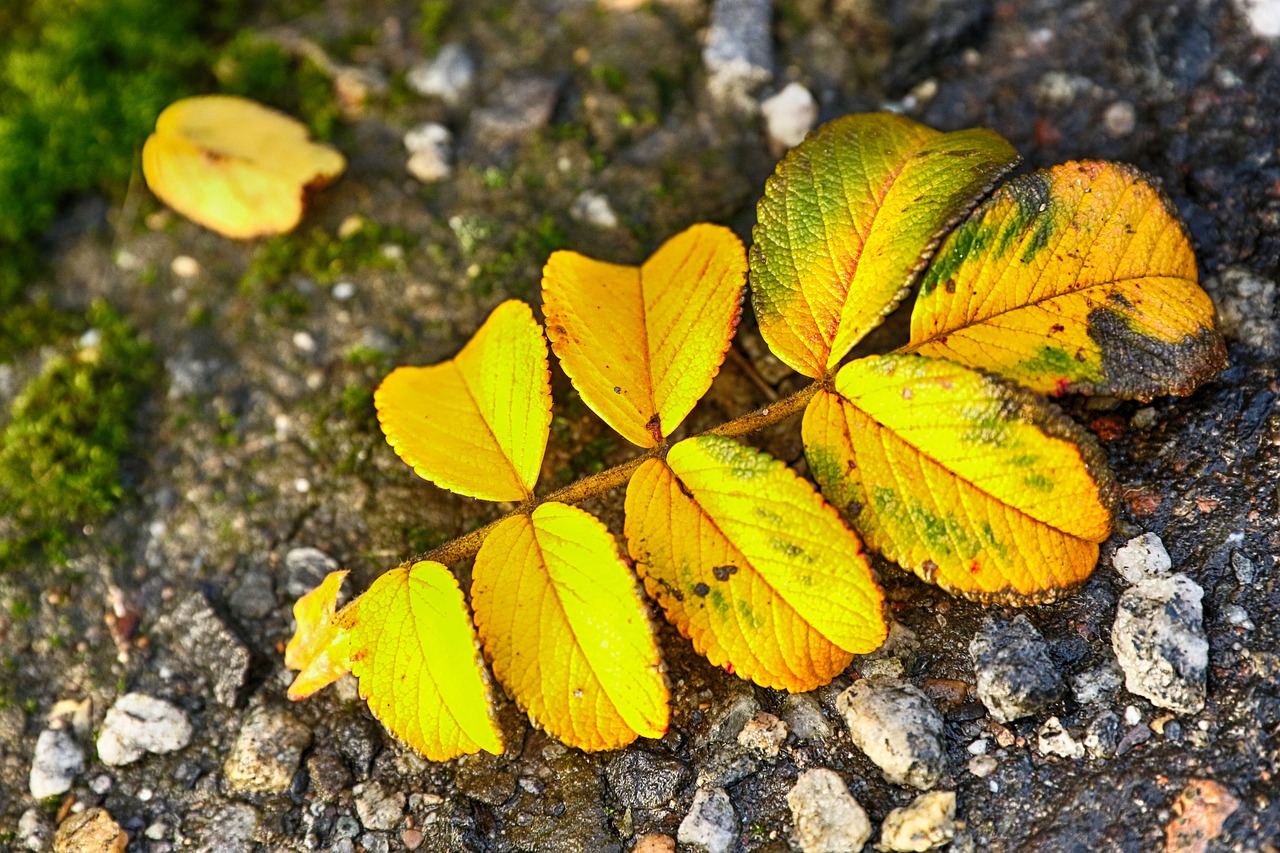 leaf  yellow  autumn free photo