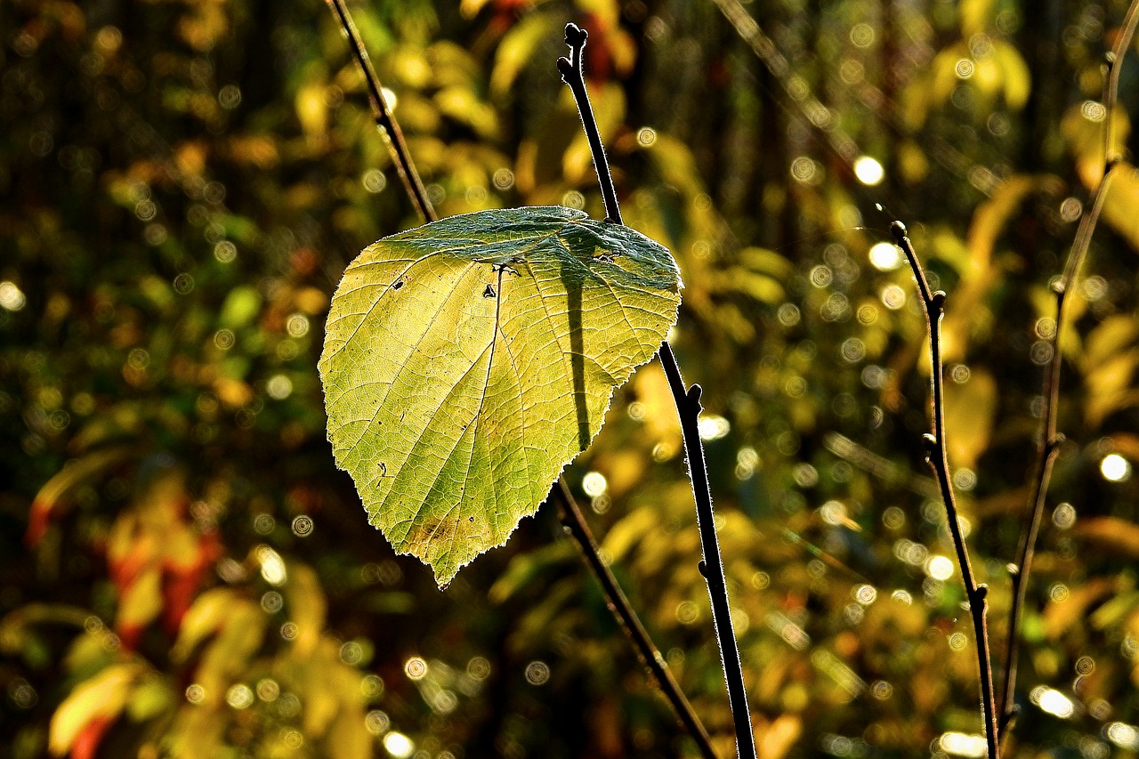 leaf  autumn  light free photo