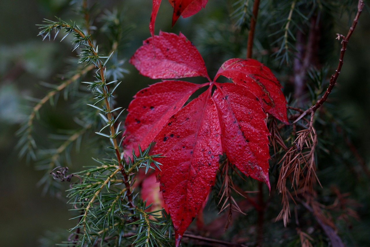 leaf  red  autumn free photo