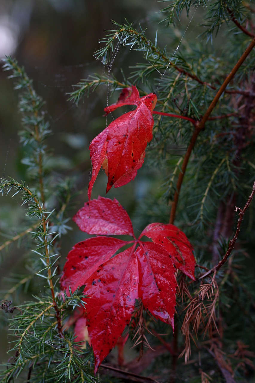 leaf  red  autumn free photo