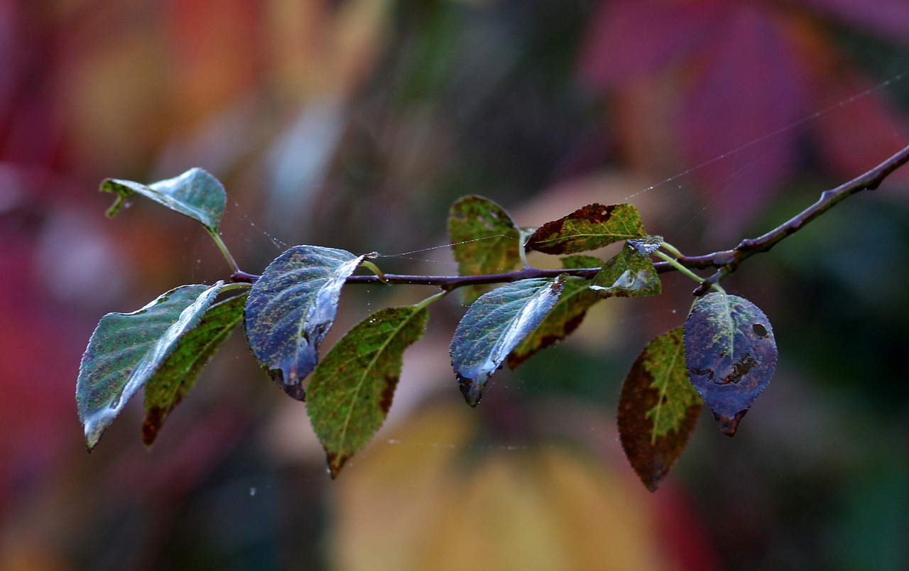 leaf  casey  green free photo