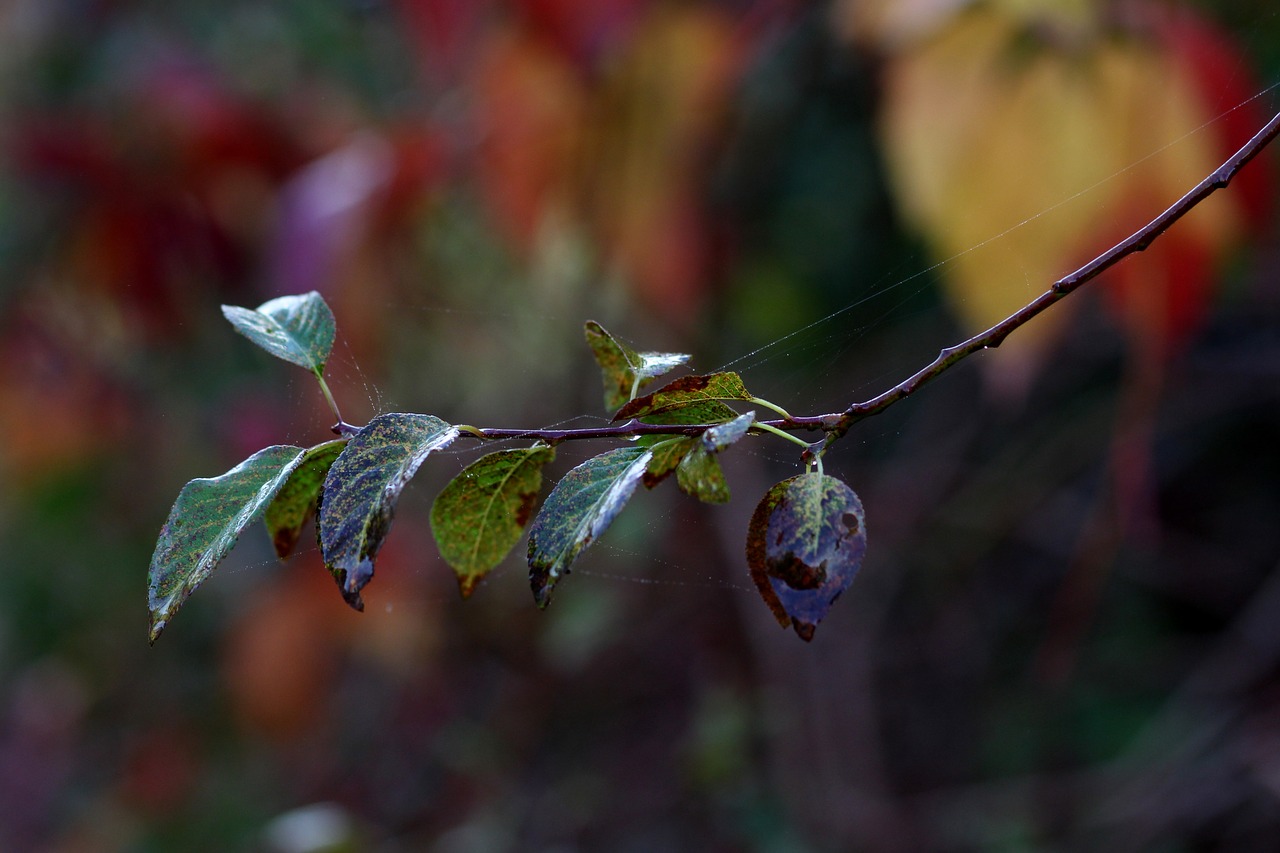 leaf  casey  green free photo