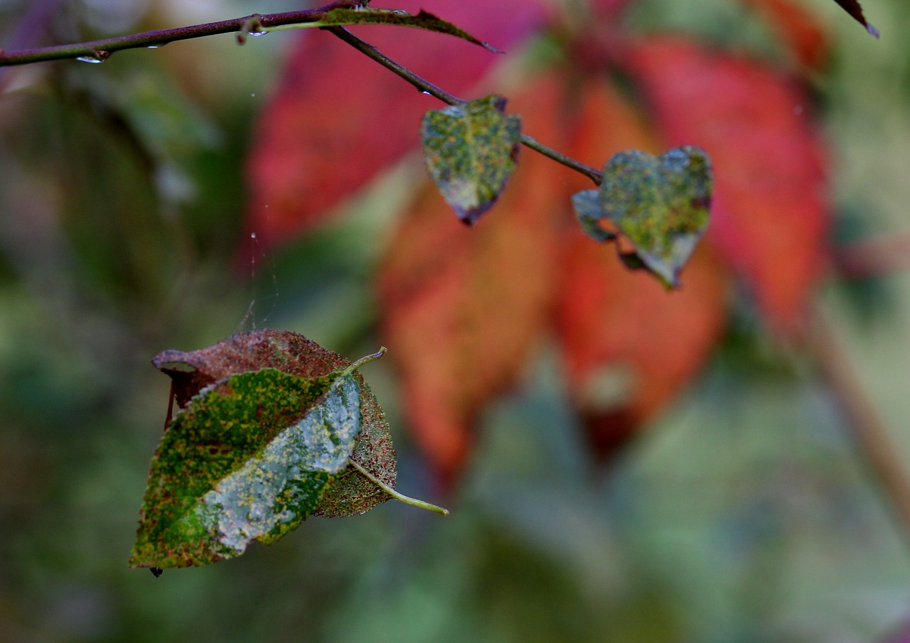 leaf  casey  green free photo