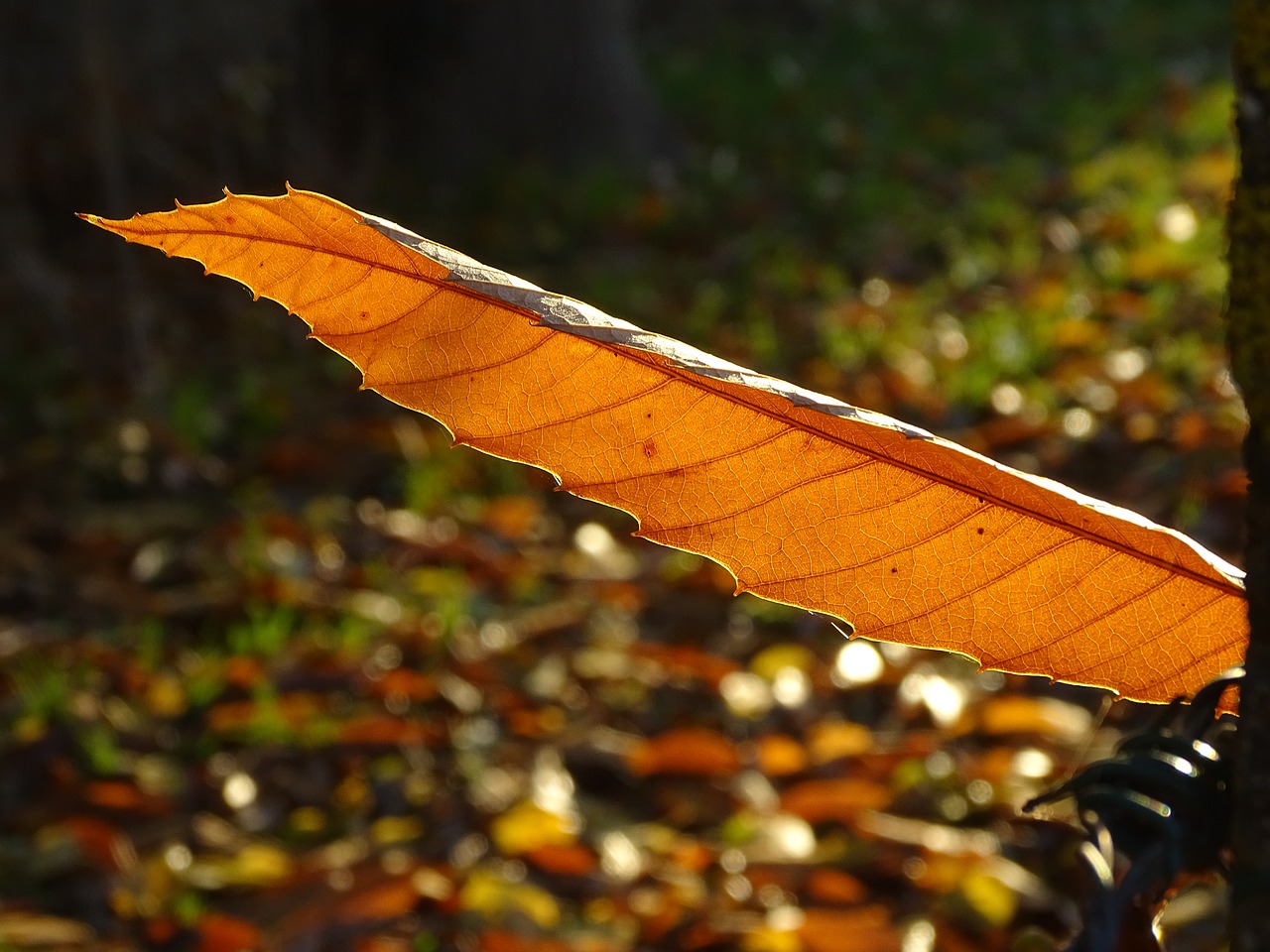 leaf  chestnut  fall free photo