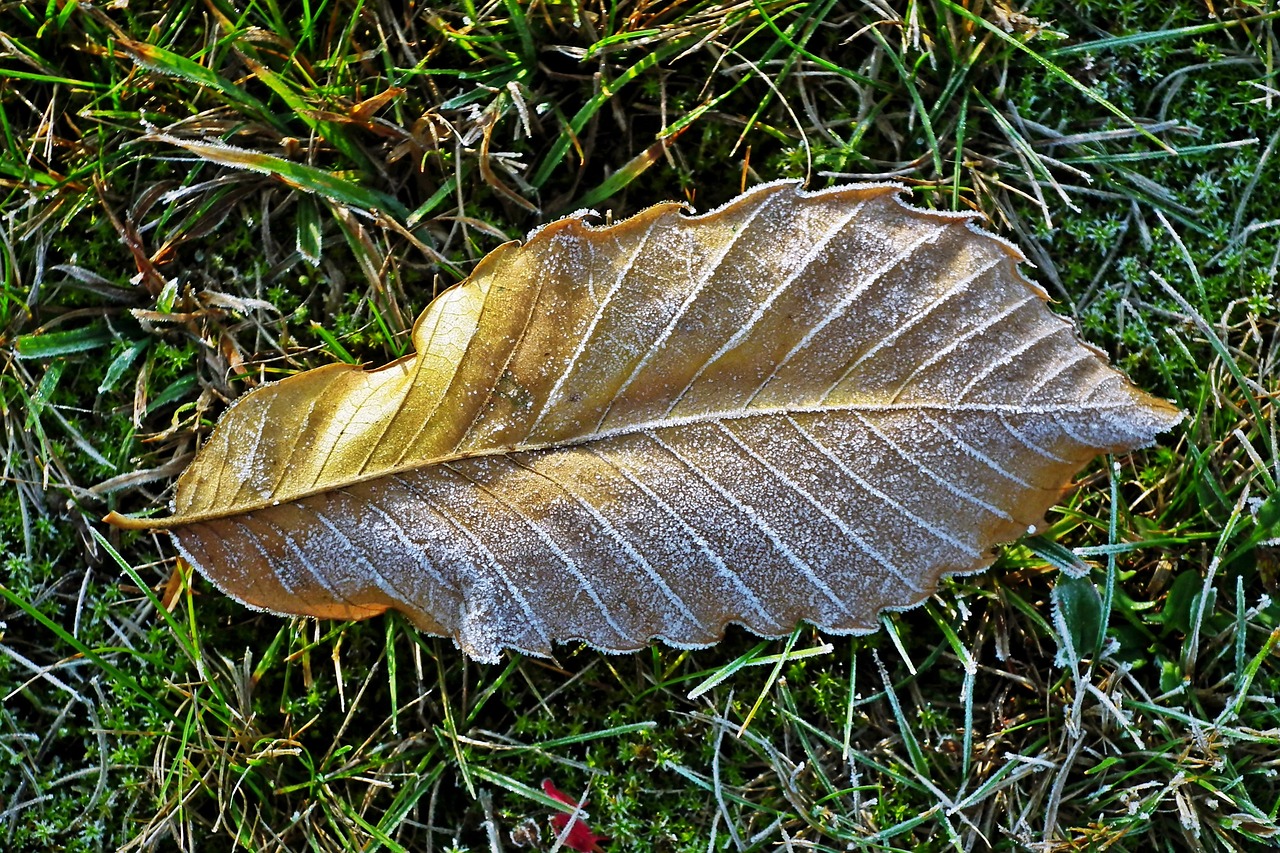 leaf  frost  nature free photo