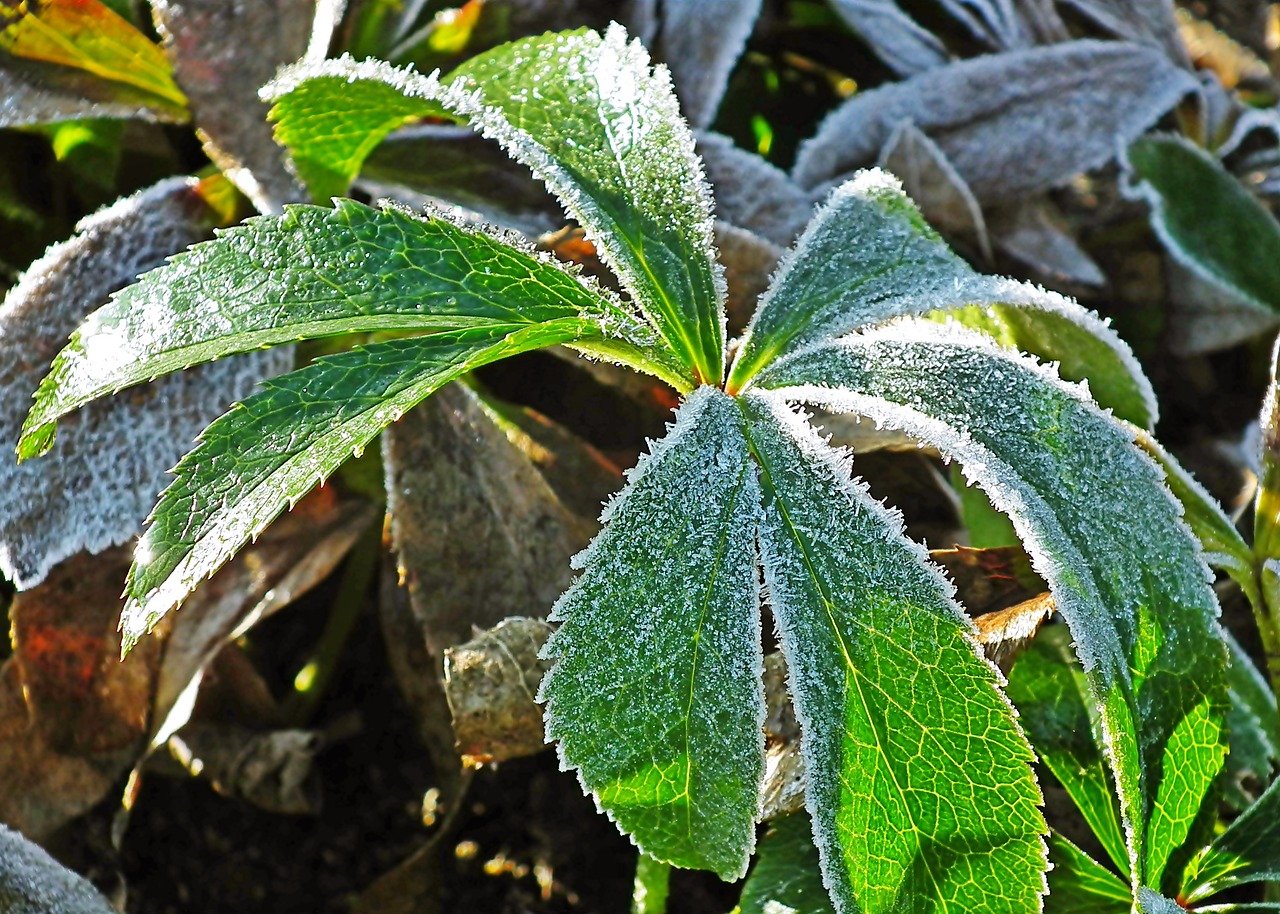 leaf  plant  frost free photo