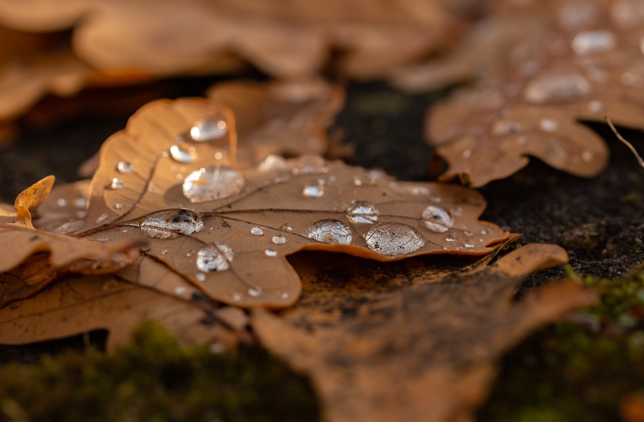 leaf  droplets  autumn free photo